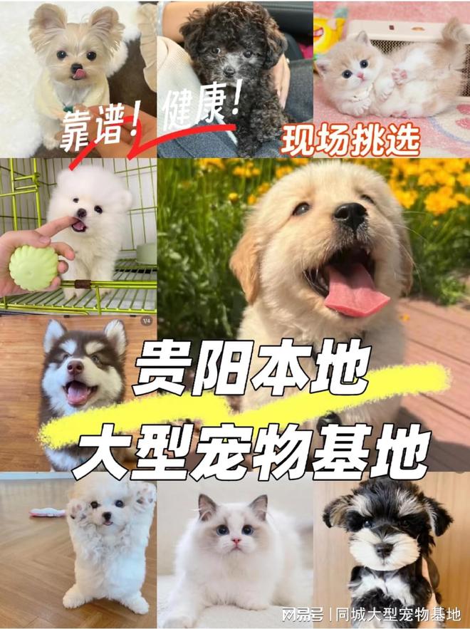 贵阳买狗买猫的地方在哪里？安全可靠可实体店挑选心仪的宠物！(图1)