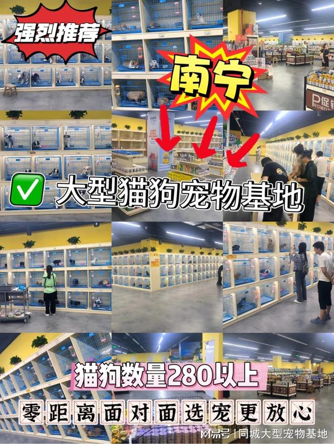 南宁买狗买猫的地方在哪里？安全可靠可实体店挑选心仪的宠物(图1)