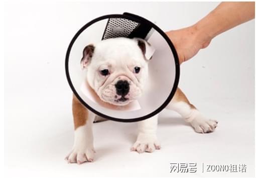 九游体育：宠物脂溢性皮炎：从病因识别到祖诺的科学护理全方位指南(图1)