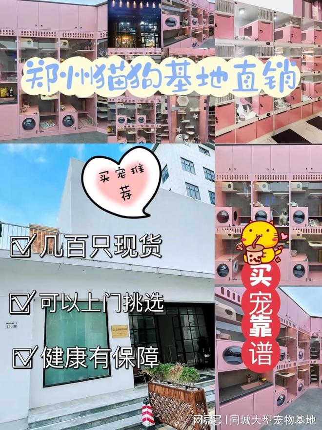 郑州哪里可以买宠物猫狗？这里买宠物放心还能去实体店挑选(图1)