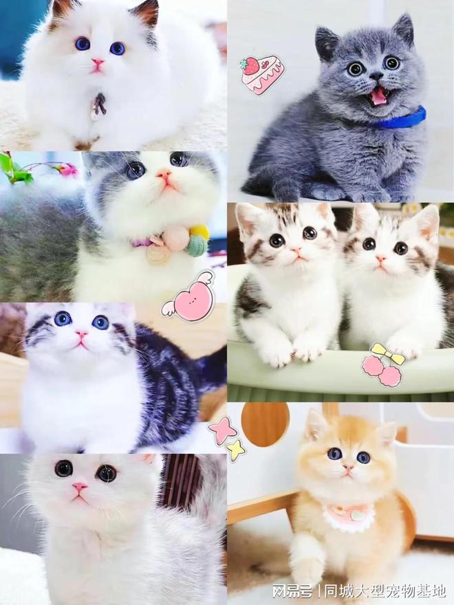 郑州哪里可以买宠物猫狗？这里买宠物放心还能去实体店挑选(图2)