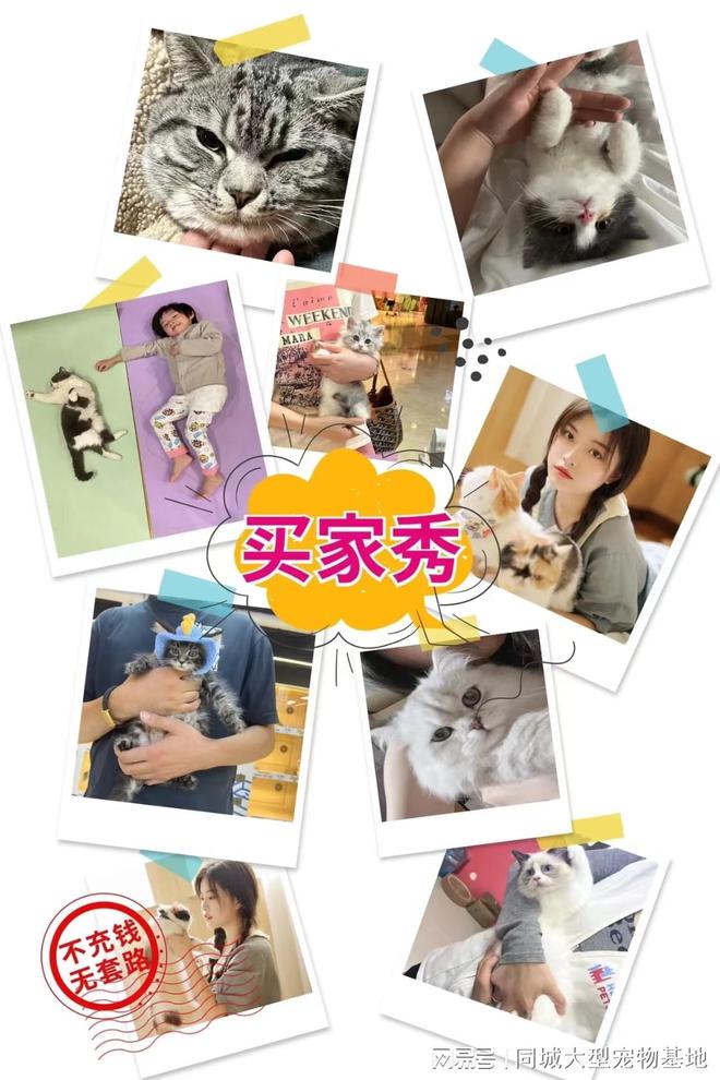郑州哪里卖宠物猫狗的选择性多？这里专业安全可亲自挑选宠物(图5)
