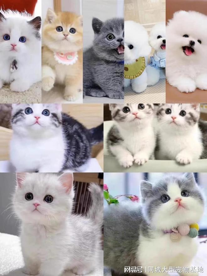 海口买宠物猫狗哪里便宜？这里实体店选购宠物安全更值得信赖(图2)