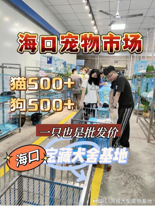 海口买宠物猫狗哪里便宜？这里实体店选购宠物安全更值得信赖(图1)