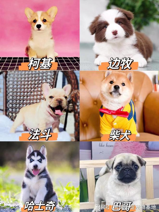 九游app：长沙最大的宠物市场在哪里？安全可靠可实体店挑选心仪的宠物！(图2)