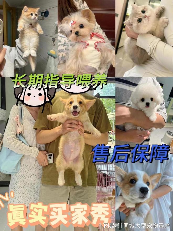 西安哪里买宠物靠谱安全？这儿有实体店可选放心大胆挑吧(图5)