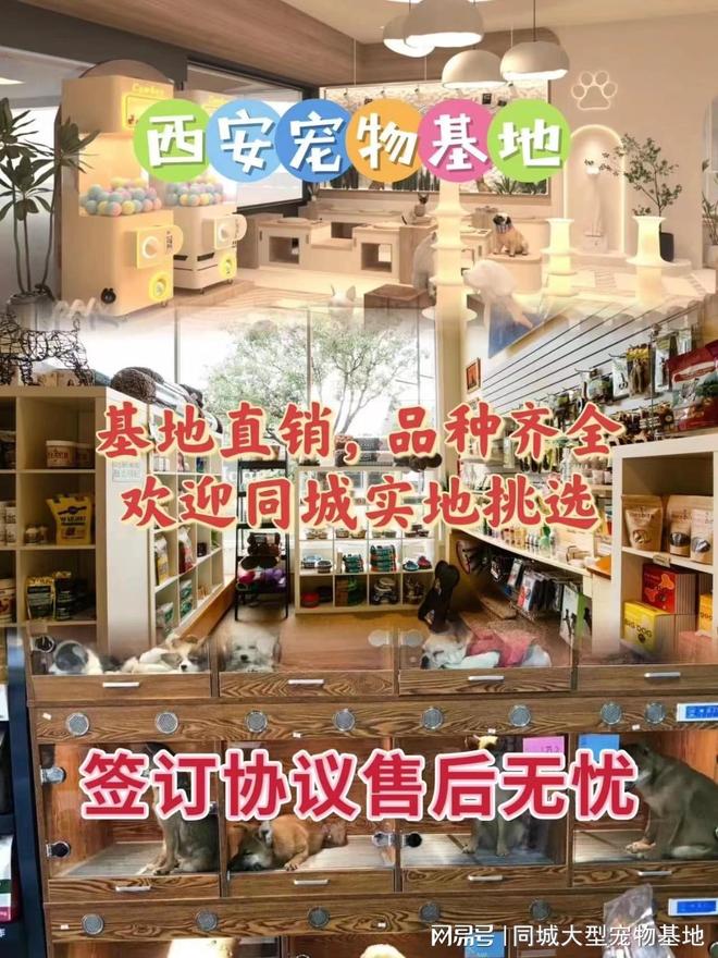 西安哪里买宠物靠谱安全？这儿有实体店可选放心大胆挑吧(图1)