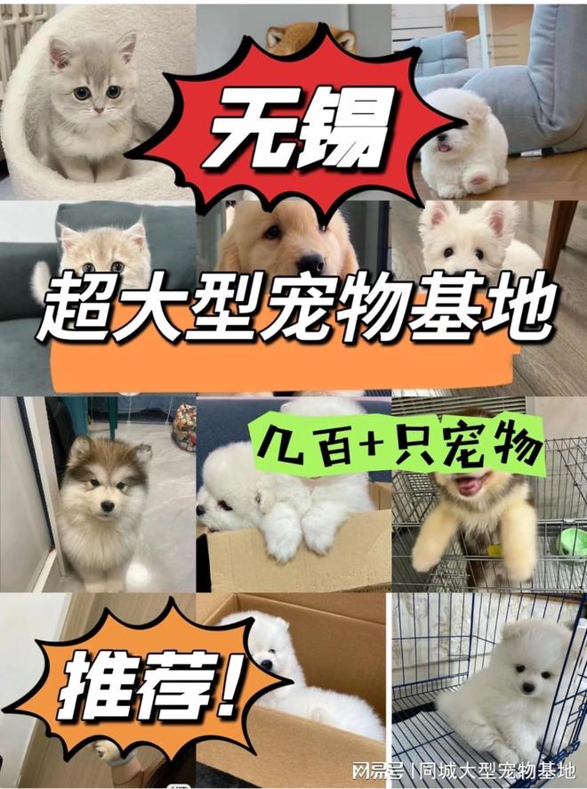 无锡哪里卖宠物猫狗的选择性多？这里安全可靠能挑选心仪的宠物(图1)