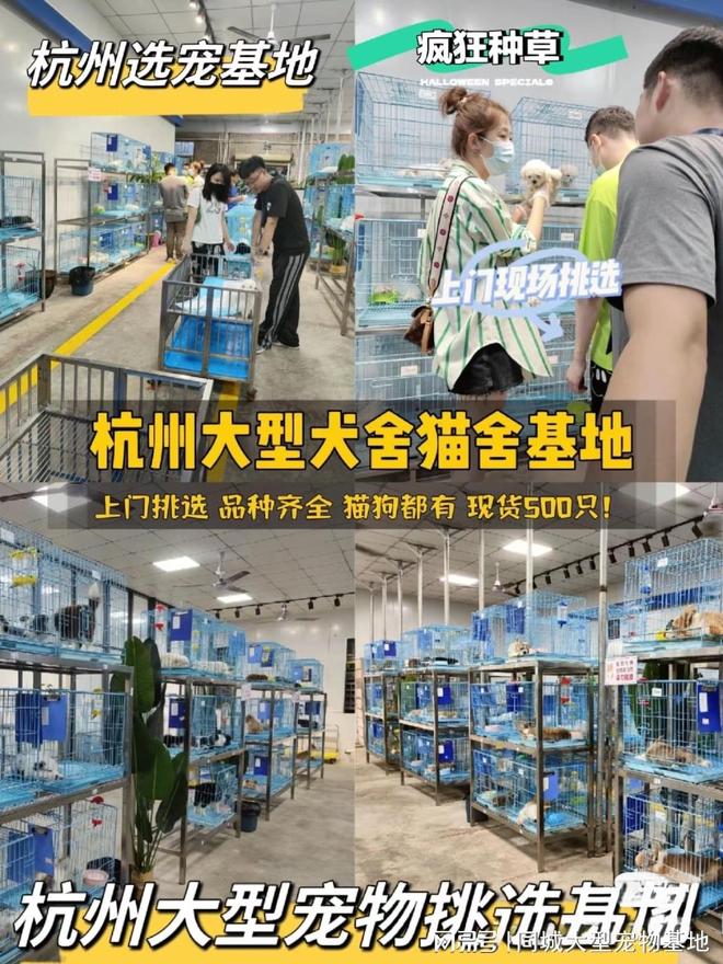 杭州宠物猫狗哪里买靠谱？这里买宠物放心还能去实体店挑选(图1)