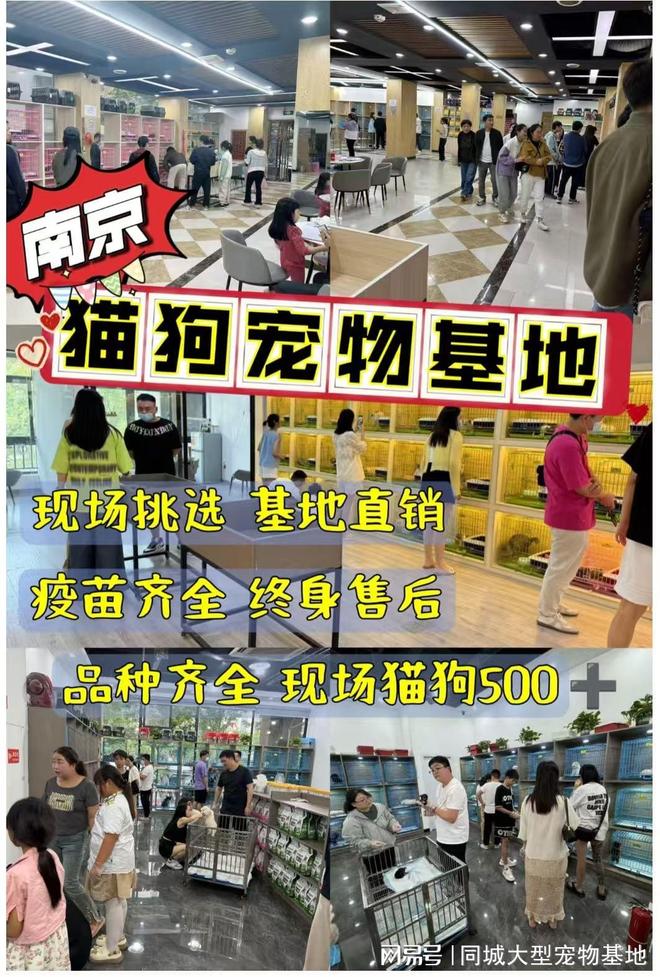 南京最大的宠物市场在哪里？安全可靠可实体店挑选心仪的宠物！(图1)