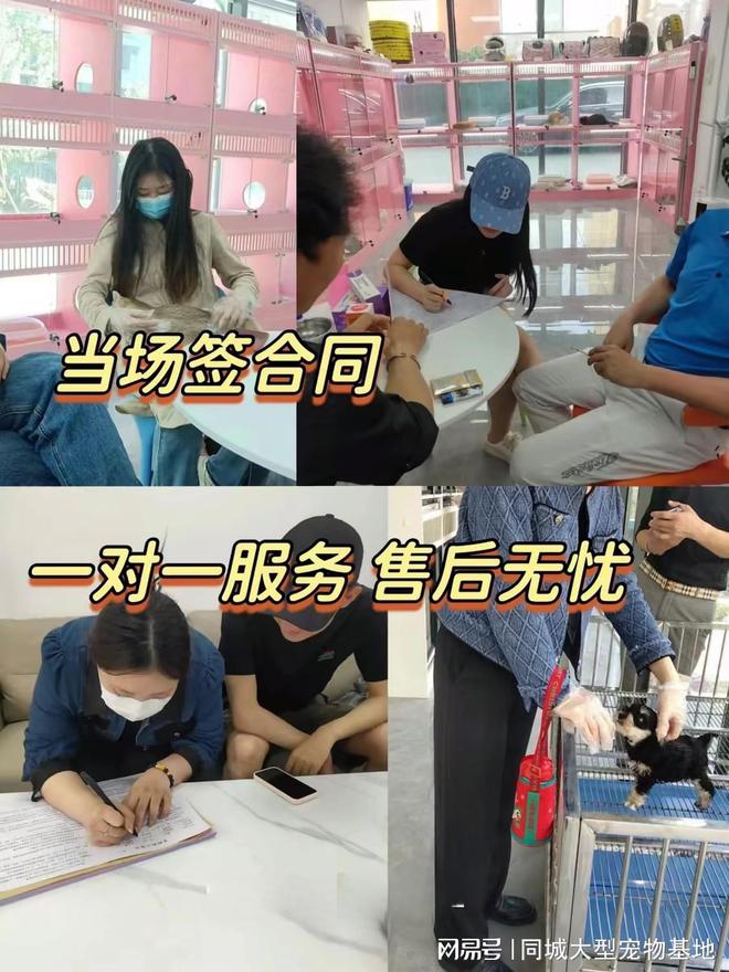 南京最大的宠物市场在哪里？安全可靠可实体店挑选心仪的宠物！(图4)