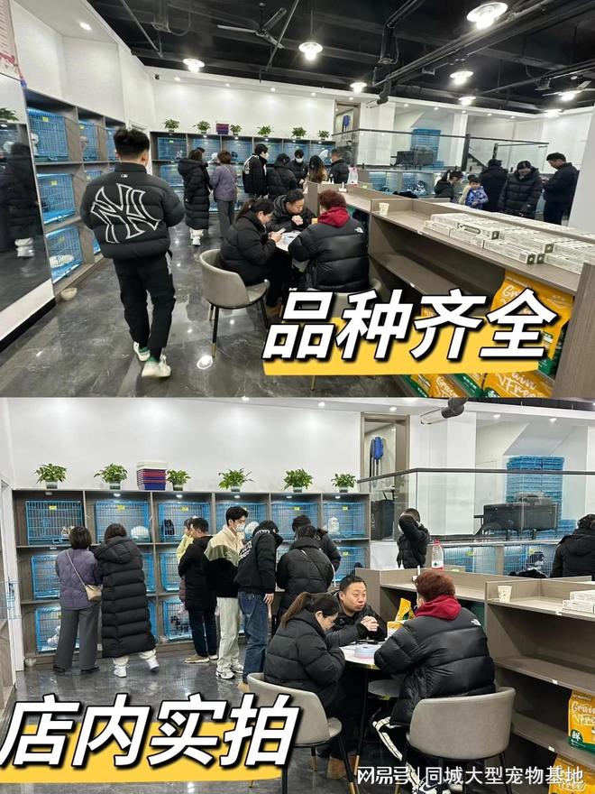 南京哪里卖宠物猫狗的选择性多？这里安全可靠能挑选心仪的宠物(图4)