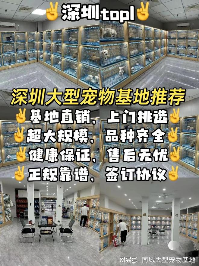 九游体育：深圳宠物猫狗哪里买靠谱？这里买宠物放心还能去实体店挑选(图1)