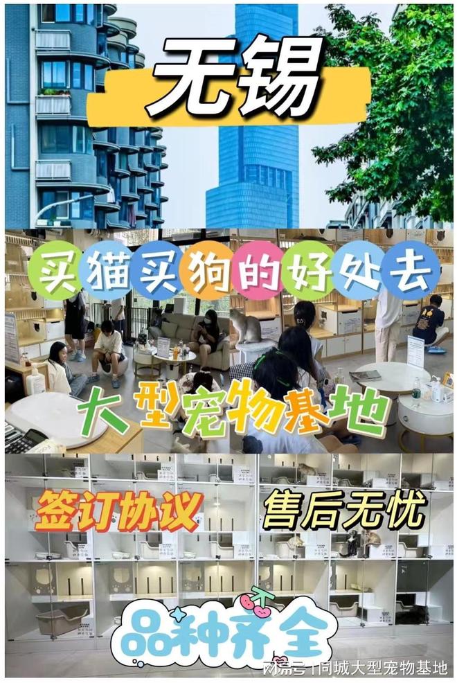 无锡哪里有便宜的猫狗市场？这里专业安全可亲自挑选宠物(图1)