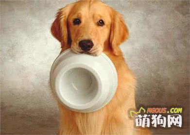 九游app：天天吃狗粮教你一个懒人自制狗粮方法美味又健康！(图3)