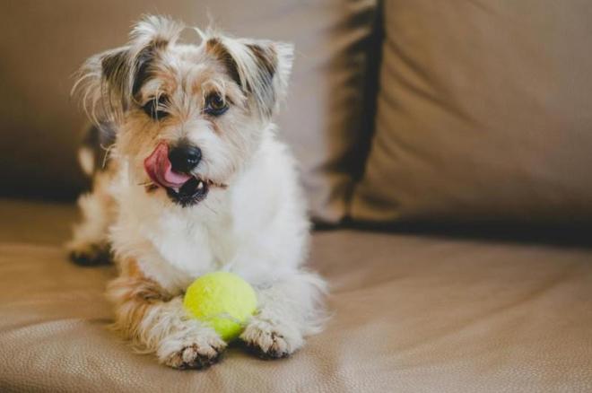 艾尔犬粮助力狗狗以食养颜解决泪痕困扰(图1)
