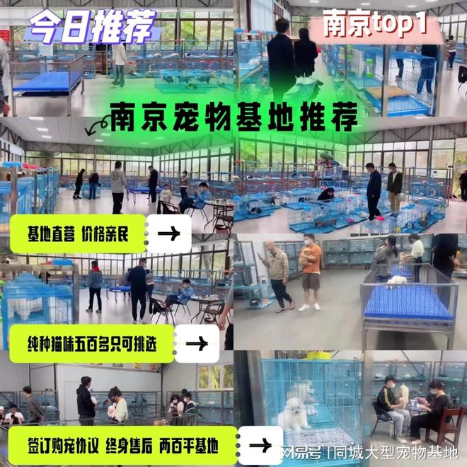 九游app：南京哪里可以买宠物猫狗？这里有你想要的还能亲自挑选宠物哦(图1)