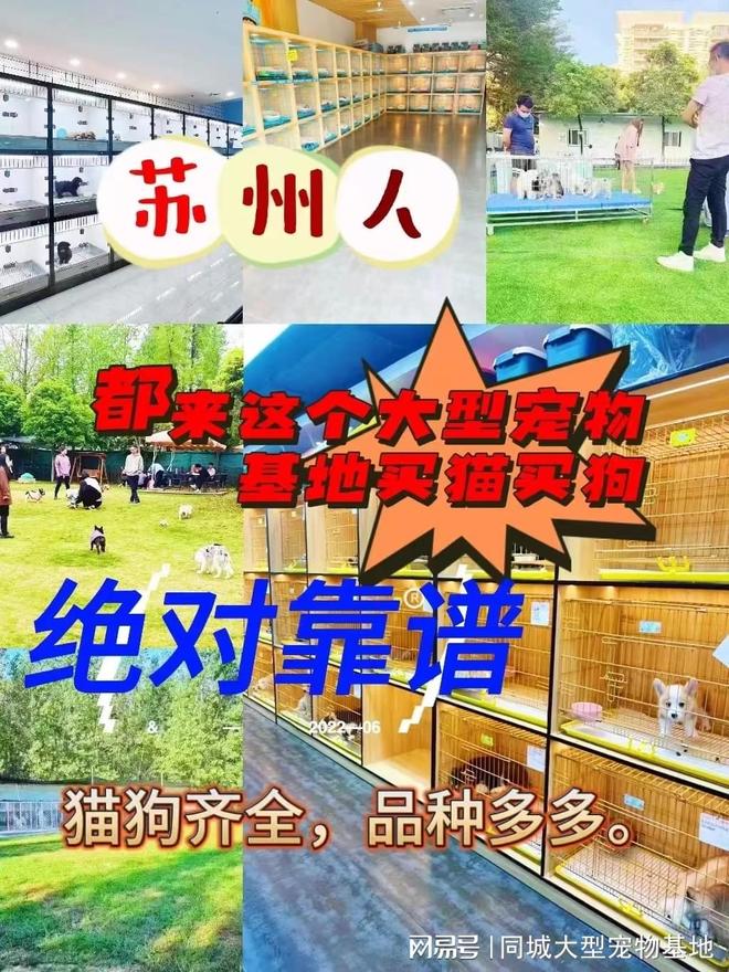 苏州宠物猫狗哪里买靠谱？这里买宠物放心还能去实体店挑选(图1)