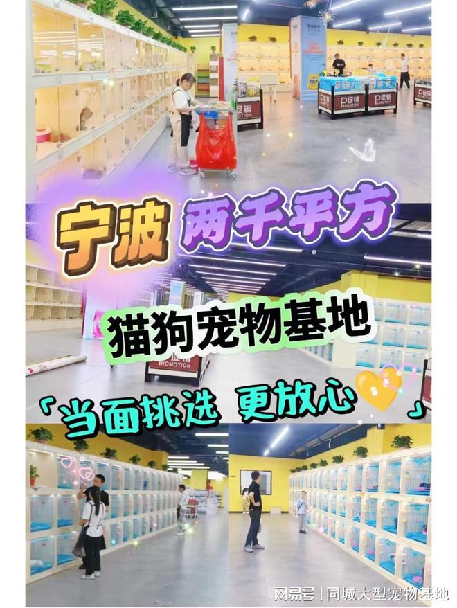 宁波宠物猫狗哪里买靠谱？这里买宠物放心还能去实体店挑选(图1)