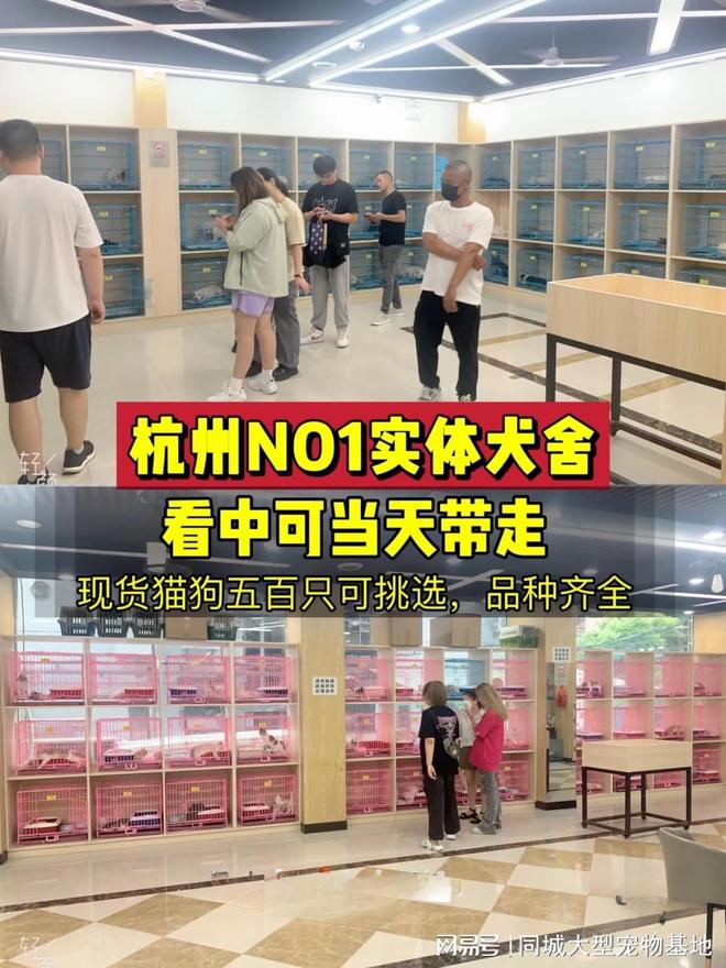 九游app：杭州买宠物猫狗哪里便宜？这里安全可靠还能实地选宠物不虚此行(图1)
