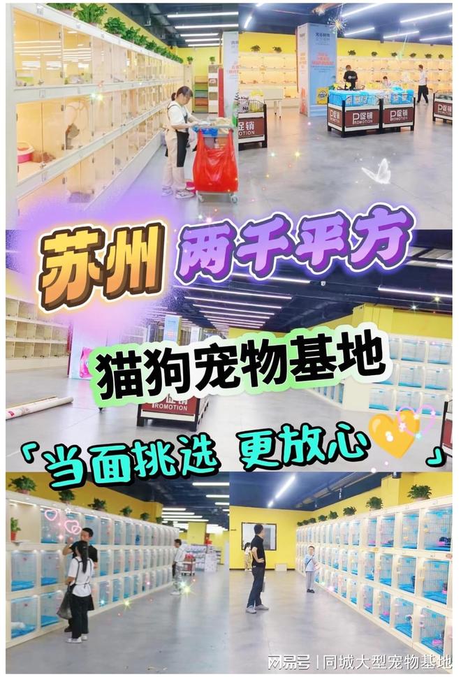 苏州哪里可以买宠物猫狗？这里有你想要的还能亲自挑选宠物哦(图1)