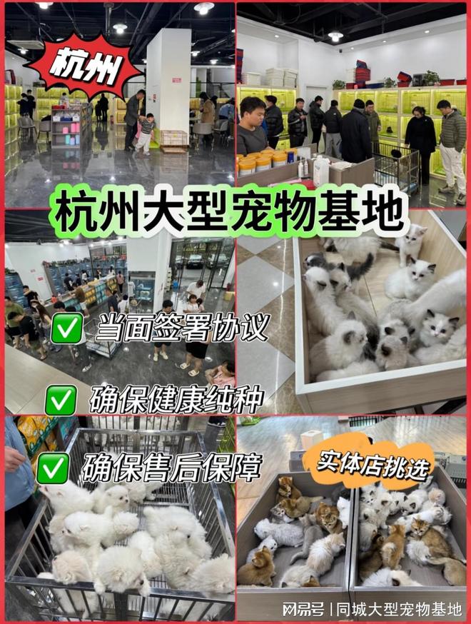 杭州哪里买宠物靠谱安全？这儿有实体店可选放心大胆挑吧(图1)