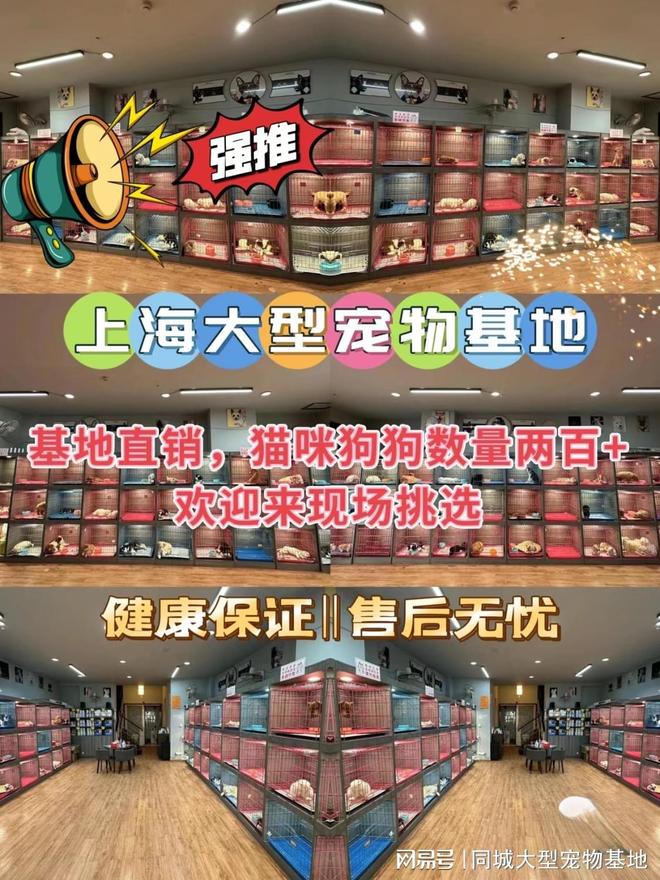 上海买宠物猫狗哪里便宜？这里安全可靠还能实地选宠物不虚此行(图1)
