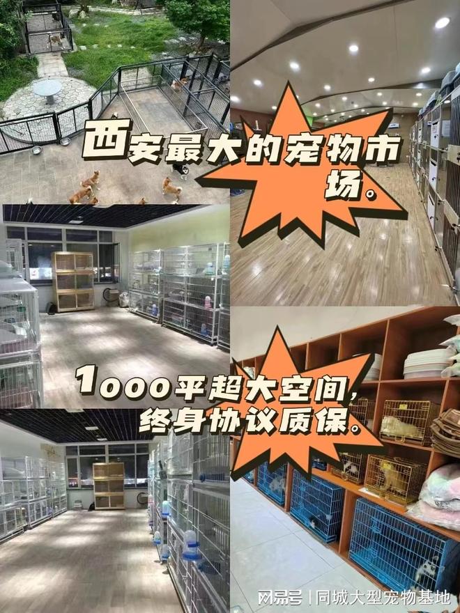 九游官网入口：西安哪里可以买宠物猫狗？这里有你想要的还能亲自挑选宠物哦(图1)