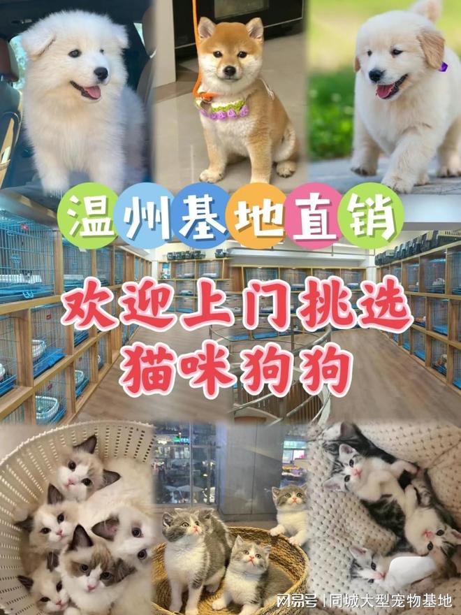 温州哪里买宠物靠谱安全？这儿有实体店可选放心大胆挑吧(图1)