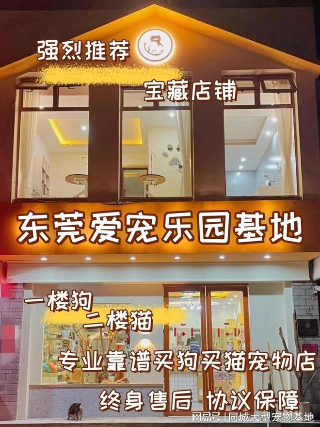 东莞哪里卖宠物猫狗的选择性多？这里安全可靠能挑选心仪的宠物(图1)