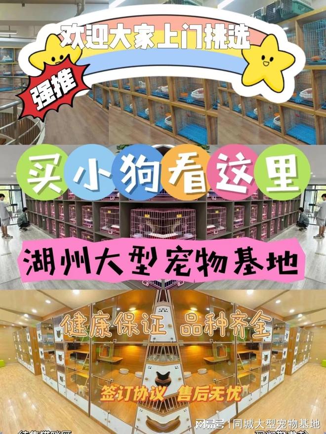 湖州买狗买猫的地方在哪里？实地探访这确保安全选购您的爱宠(图1)