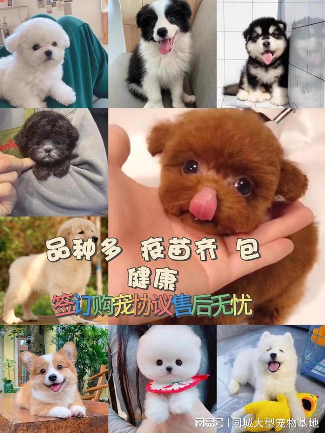 湖州买狗买猫的地方在哪里？实地探访这确保安全选购您的爱宠(图6)