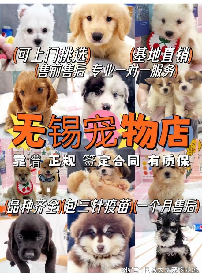 九游体育：无锡买猫咪狗狗应该去哪里？包你安心能当面挑选自己心仪的宠物(图1)