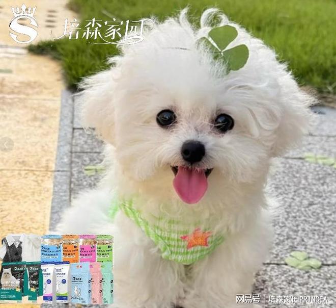 九游app：狗狗“雪花飘飘”背后原因大揭秘！(图1)