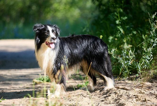 边牧掉毛原因与日常护理方法详解(图2)