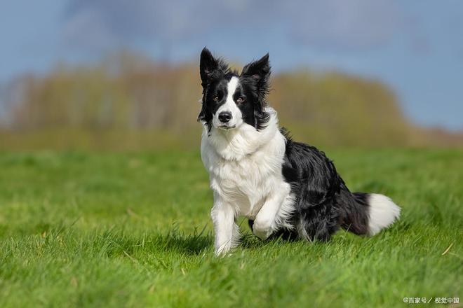 边牧掉毛原因与日常护理方法详解(图4)