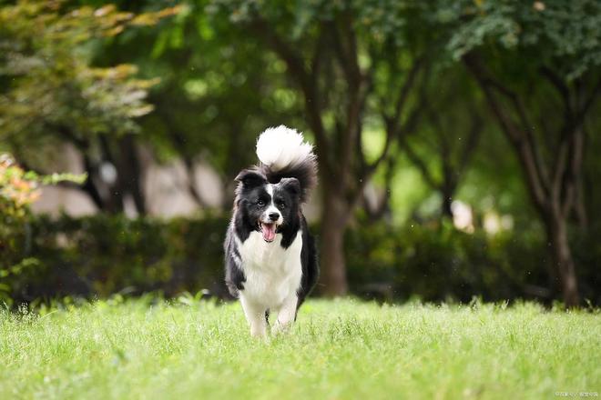 边牧掉毛原因与日常护理方法详解(图5)