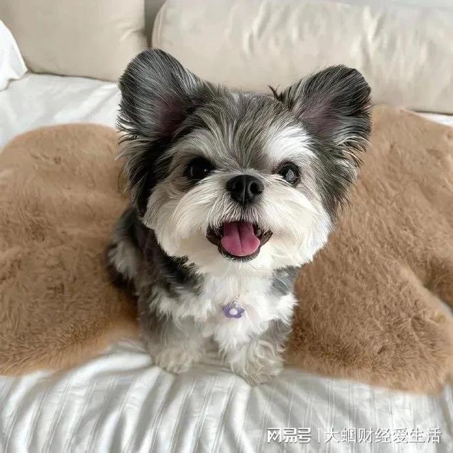 幼犬狗粮哪个牌子性价比高？幼犬狗粮排名品牌(图1)