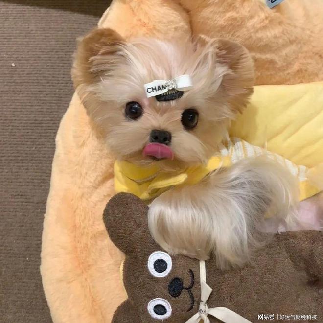 中华田园犬吃什么狗粮？优质狗粮前十排行榜(图1)
