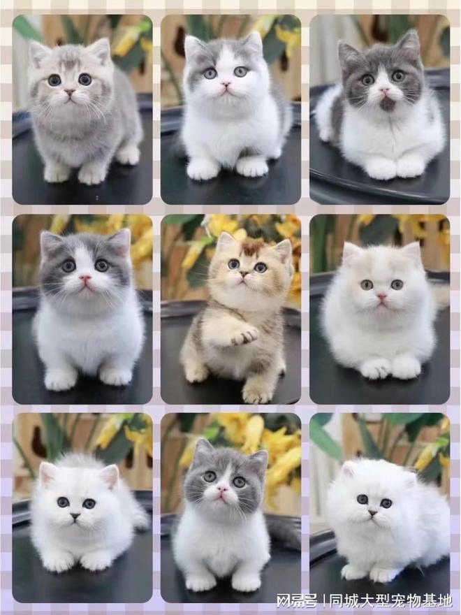 重庆宠物猫狗哪里买靠谱？这里买宠物放心还能去实体店挑选(图2)