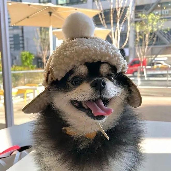 贵宾犬吃什么狗粮最好？狗粮排名前十品牌推荐(图1)