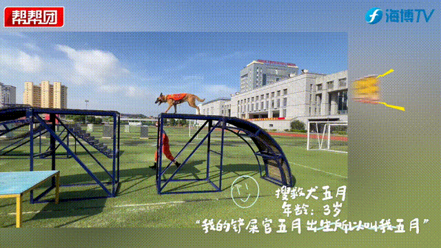 凌晨5点半起床的“汪汪教练”如何练就生命守护者？(图1)