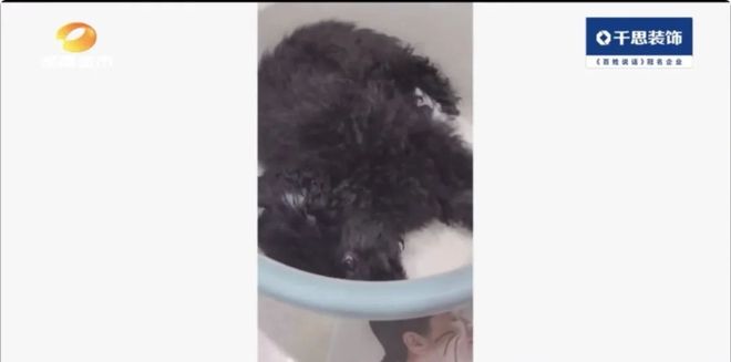 九游app：长沙益佳宠物店突然关门多名消费者 “钱犬两空”！背后套路深(图1)