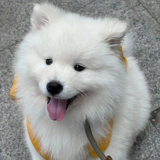 有没有全阶段狗粮推荐？国产十大放心狗粮品牌排行榜高营养分享(图2)