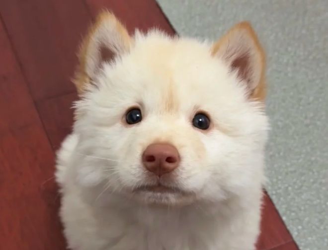 九游体育：便宜肉多的狗粮什么牌子的好？口碑最好的十大狗粮使用体验分享(图1)