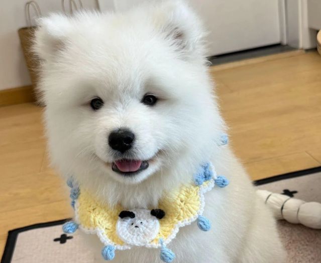 新手平价狗粮什么牌子的好？2025全价狗粮排行榜前三推荐(图1)