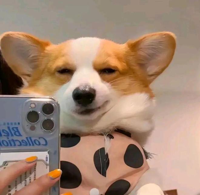 小金毛吃什么狗粮好？小型犬狗粮排名前十品牌(图1)