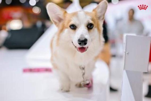 狗狗口粮里有叶酸和“轻盈”配方中国家庭对“毛孩子”的喂养开始走“精细化”(图3)