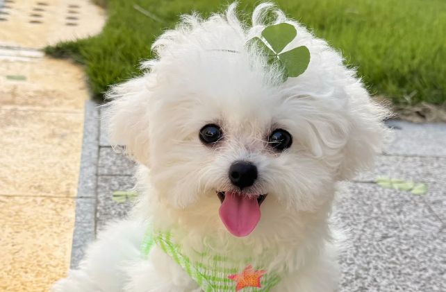 什么狗粮便宜质量又好一点的？适合平价党便宜又好吃的狗粮推荐(图1)