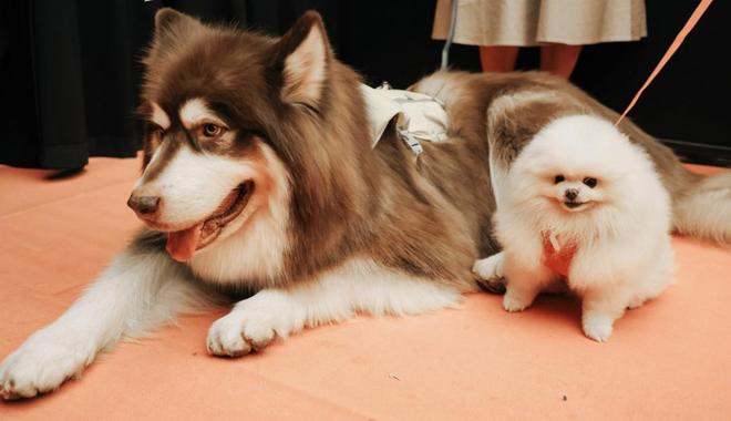 九游官网入口：500亿之上持续增长：淘天与中国宠物经济不断探索新边界(图3)